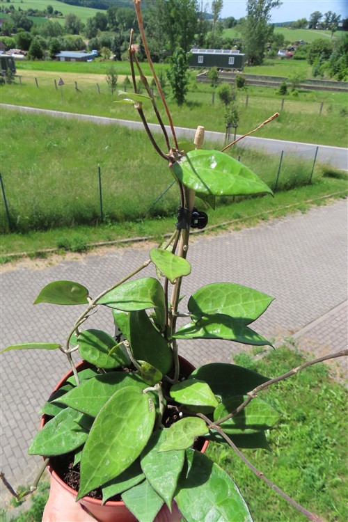 Hoya parasitica black edge