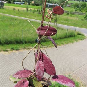 Hoya erythrina