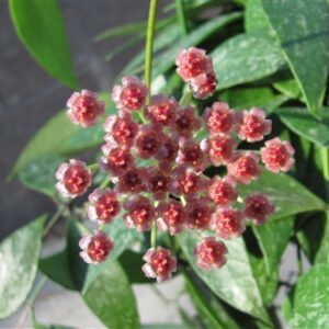 Hoya gracilis