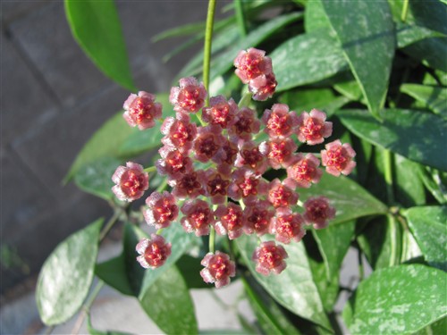Hoya gracilis
