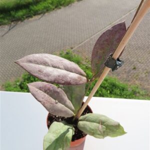 Hoya Mitrata silver