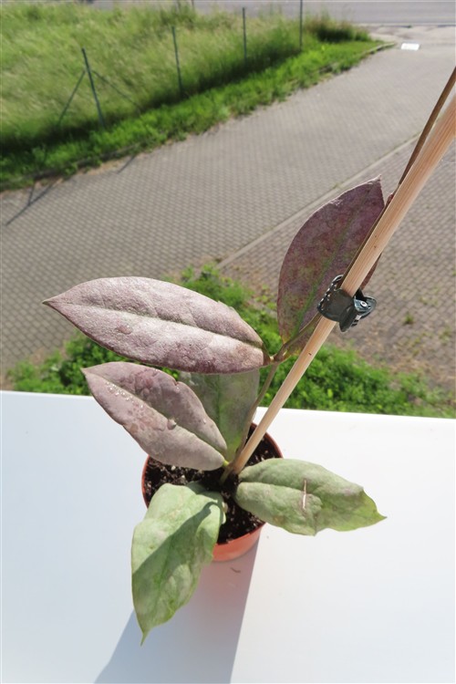Hoya Mitrata silver