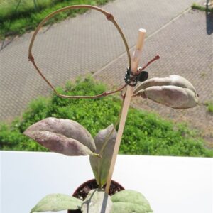 Hoya Mitrata silver