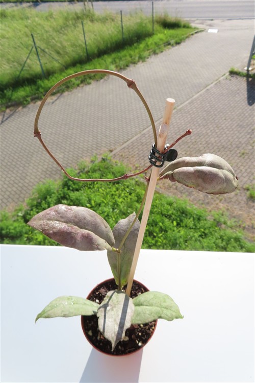 Hoya Mitrata silver