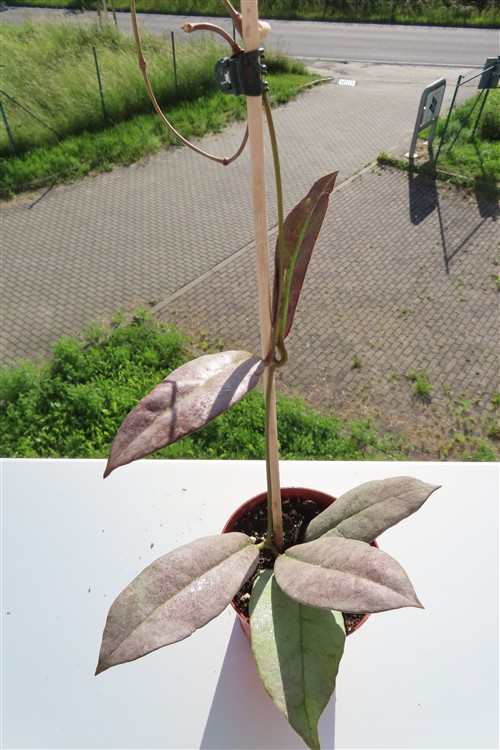 Hoya Mitrata silver