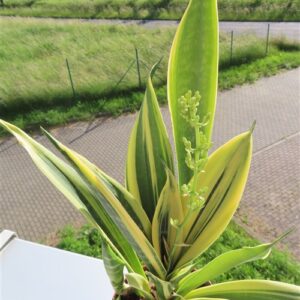 Sansevieria Golden Flame