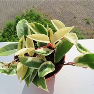 Hoya carnosa Krimson Queen