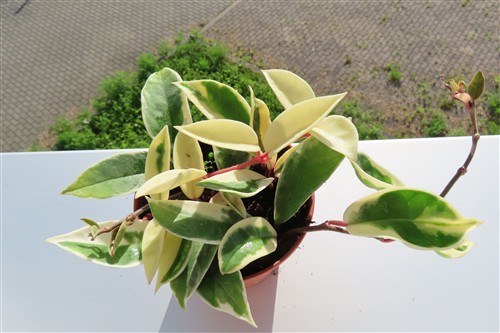 Hoya carnosa Krimson Queen