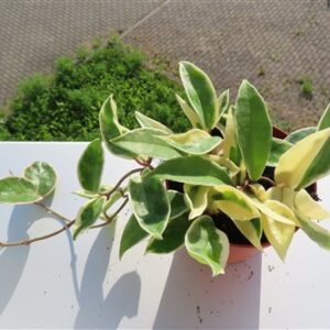 Hoya carnosa Krimson Queen