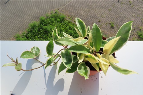 Hoya carnosa Krimson Queen