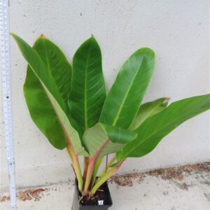 Philodendron allg.