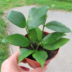 Hoya polyneura
