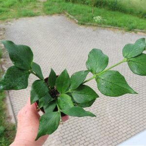 Hoya polyneura