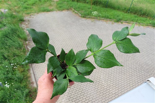 Hoya polyneura