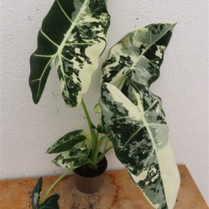 Alocasia frydek variegata