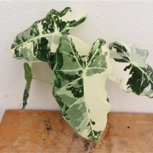 Alocasia frydek variegata