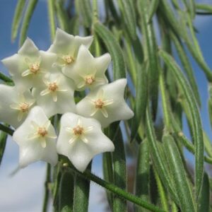 Hoya linearis