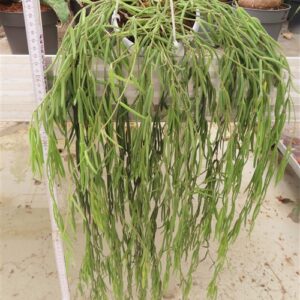 Hoya linearis