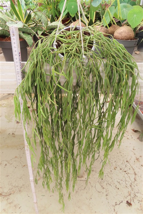 Hoya linearis