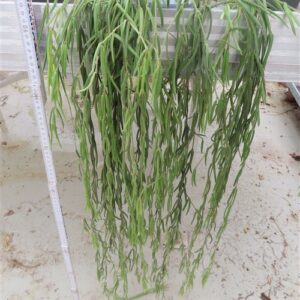 Hoya linearis