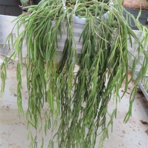 Hoya linearis