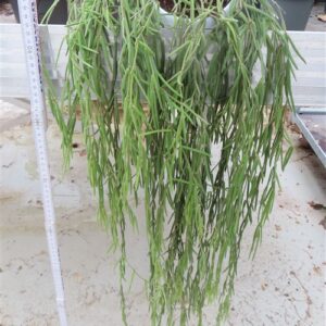 Hoya linearis