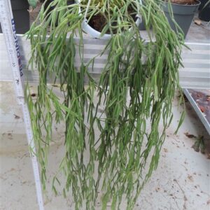 Hoya linearis