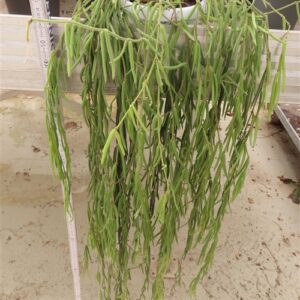 Hoya linearis