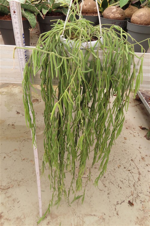 Hoya linearis