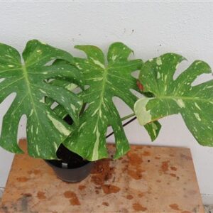 Monstera Thai Constellation