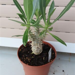 Pachypodium densiflorum