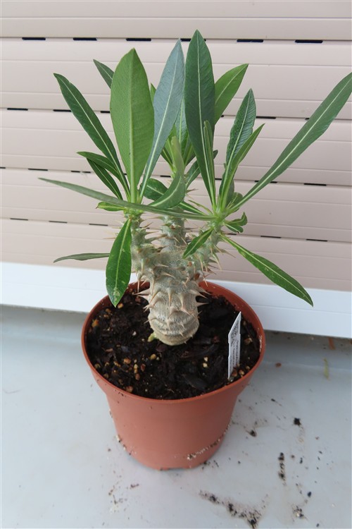 Pachypodium densiflorum