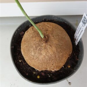 Stephania erecta Campana