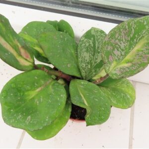 Hoya obovata variegata