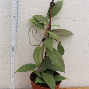 Hoya wibergiae