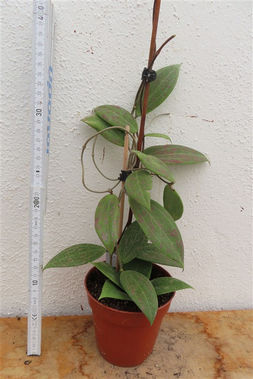 Hoya wibergiae