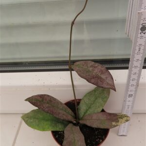 Hoya Mitrata silver