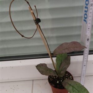 Hoya Mitrata silver