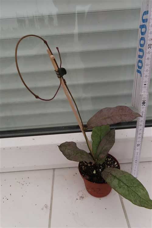 Hoya Mitrata silver
