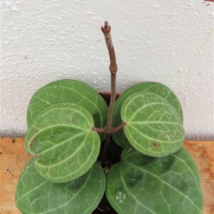 Hoya Sarawak Cream