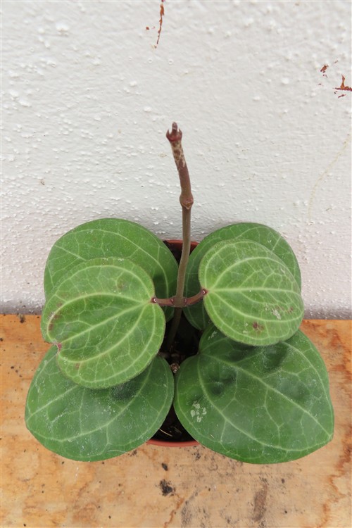 Hoya Sarawak Cream