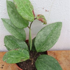 Hoya macrophylla Silver