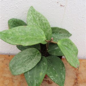 Hoya macrophylla Silver