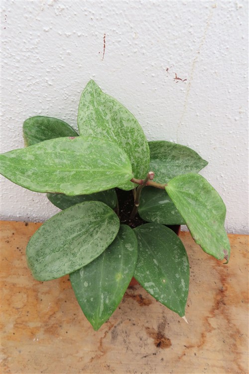 Hoya macrophylla Silver