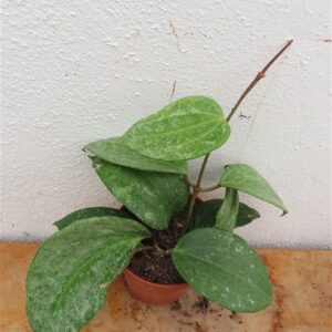 Hoya macrophylla Silver