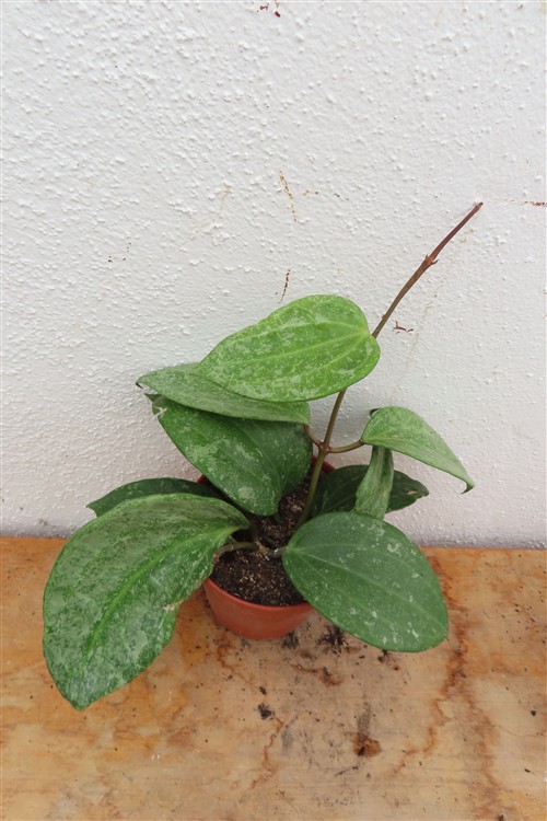 Hoya macrophylla Silver