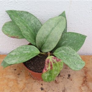 Hoya macrophylla Silver