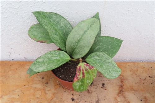 Hoya macrophylla Silver