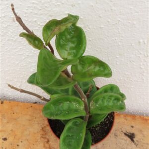 Hoya carnosa compacta eight