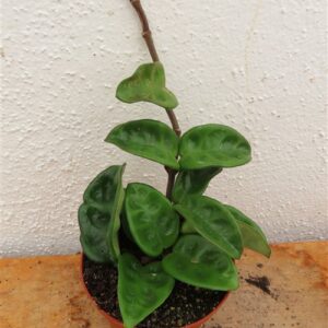 Hoya carnosa compacta eight